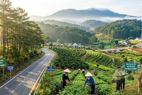 Lâm Đồng rà soát toàn diện quy hoạch lâm nghiệp để phát triển dự án