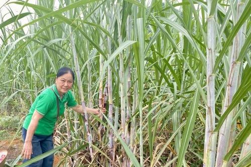 Nữ nông dân làm giàu từ những mùa mía ngọt