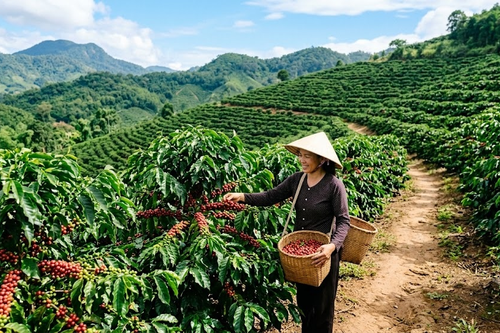 Bản tin nông sản hôm nay (10-7): Giá cà phê giảm, giá hồ tiêu tăng mạnh