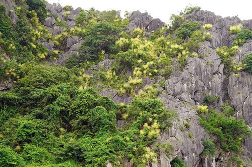 Cây phất dụ núi nở hoa, nhuộm vàng núi đá vịnh Hạ Long