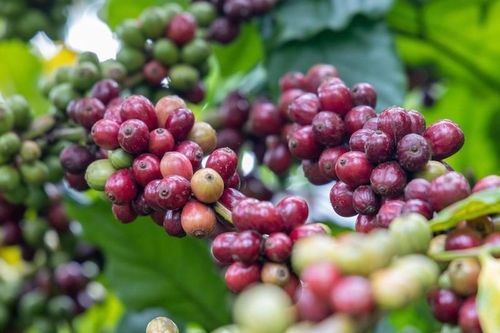 Giá nông sản hôm nay (10/7): Giá cà phê lao dốc, hồ tiêu bật tăng