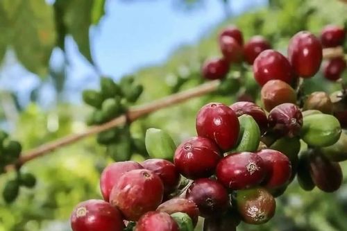 Giá cà phê hôm nay 10/7/2026: Trong nước giảm sâu, robusta trở lại trên 4.000 USD/tấn