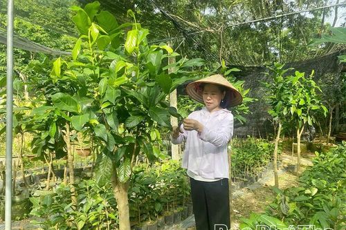 Từ đam mê đến thương hiệu Trà hoa vàng