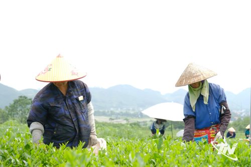 Vạn Phú phát triển cây chè theo hướng hữu cơ, bền vững
