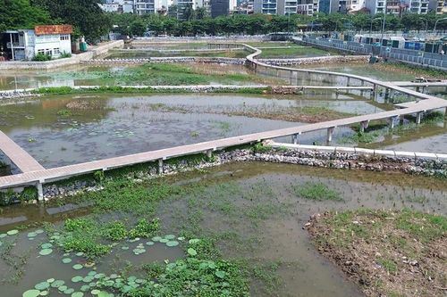 Cải tạo 3 hồ Sen thành bãi lọc tự nhiên, tăng chất lượng nước hồ Tây
