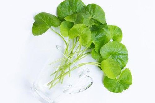 3 công dụng của chiết xuất rau má trong chăm sóc da