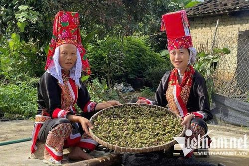 Không còn chờ hỗ trợ, người Dao tự mở đường thoát nghèo