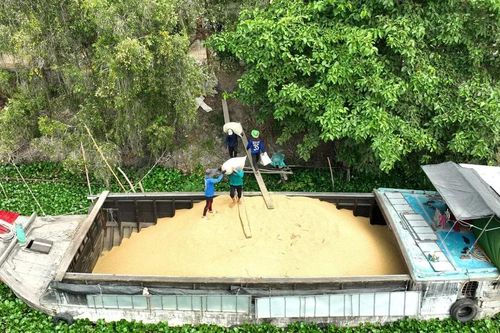 ĐBSCL: Nông dân trồng lúa lo vụ hè - thu bấp bênh