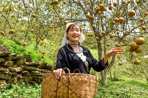 Thức quà của núi