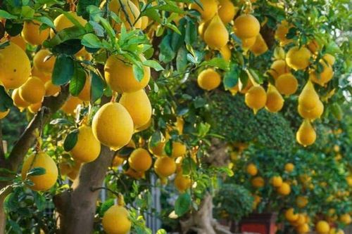 Có nên trồng cây bưởi trước nhà? Ý nghĩa phong thủy là gì?