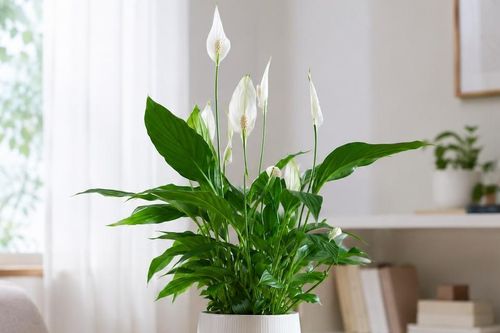 Lan ý hay trầu bà: Cây nào hút tài lộc, hợp phong thủy hơn?