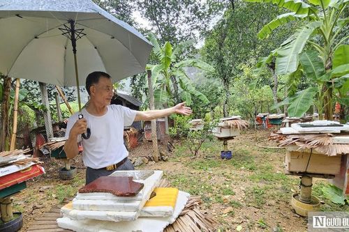 Bí quyết nuôi ong mật ở vùng đệm VQG Phong Nha – Kẻ Bàng cho thu nhập hàng tỷ đồng mỗi năm