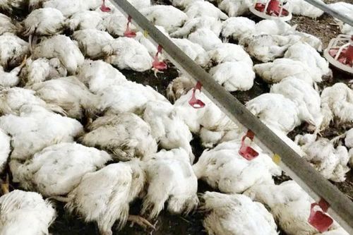 Xác định nguyên nhân khiến hơn 20 nghìn con gà chết hàng loạt ở Phượng Sơn