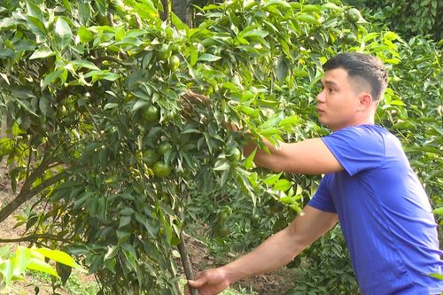 Diện tích cây cam đạt hơn 2.400ha