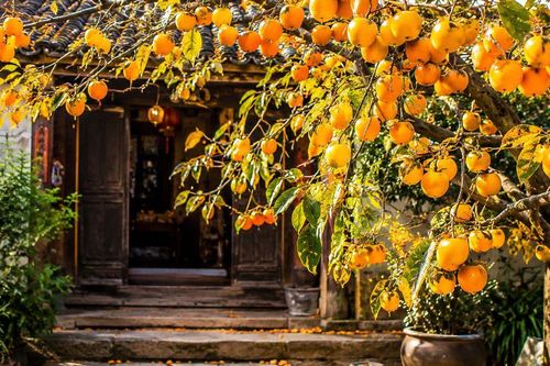 Người xưa nói: 'Trước trồng táo, sau trồng mai, Đông trồng lựu, Tây trồng hồng', tại sao?