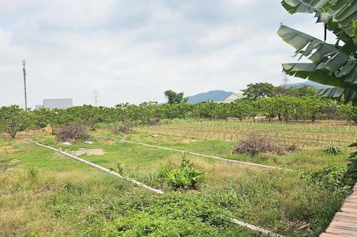 Quảng Ninh: 317 hồ sơ chuyển từ đất nông nghiệp sang đất ở, phường giải trình thế nào?