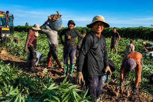 Nhộn nhịp mùa thu hoạch khoai mì trên những cánh đồng Tây Ninh