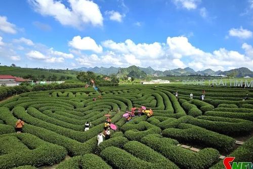 Tăng cường kiểm soát an toàn thực phẩm tại Khu du lịch quốc gia Mộc Châu