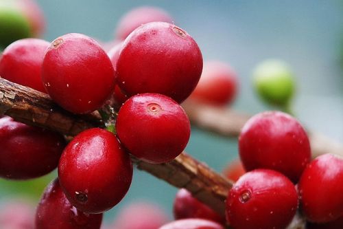 Giá cà phê áp sát mốc 95.000 đồng/kg sau phiên điều chỉnh mạnh từ sàn quốc tế