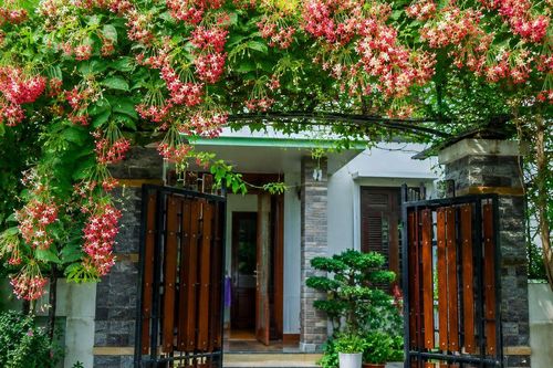 Có nên trồng cây sử quân tử trước nhà?