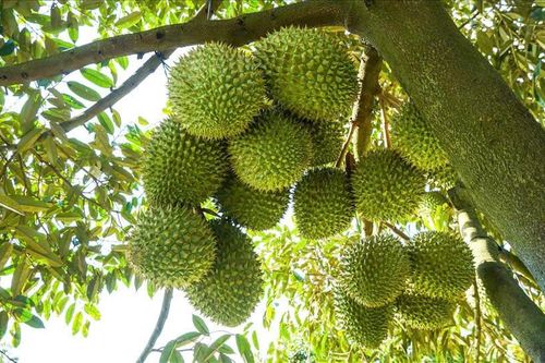 Quảng Sơn đẩy mạnh truy xuất nguồn gốc nông sản, nâng cao giá trị sản xuất
