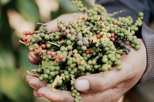 Giá tiêu hôm nay 13/7: Trong nước ổn định, thế giới đi ngang
