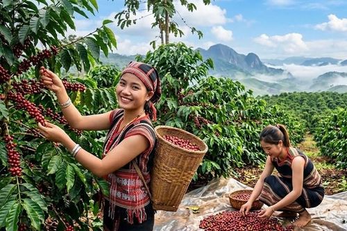 Giá cà phê hôm nay giảm 200 đồng/kg, sàn thế giới đi xuống