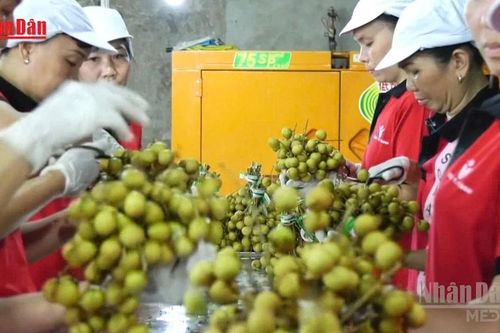 [Video] Gần 6,3 triệu cơ sở kinh tế tạo việc làm hơn 30 triệu lao động