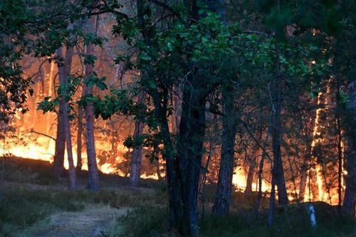 Rừng Fontainebleau chìm trong biển lửa, chính quyền địa phương huy động lực lượng chưa từng có