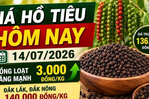 Giá hồ tiêu hôm nay 14/7: Tăng mạnh tới 3.000 đồng/kg