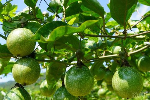 Xã Bắc Hà kiểm tra mô hình trồng chanh leo vàng thuộc Chương trình mục tiêu quốc gia giảm nghèo bền vững