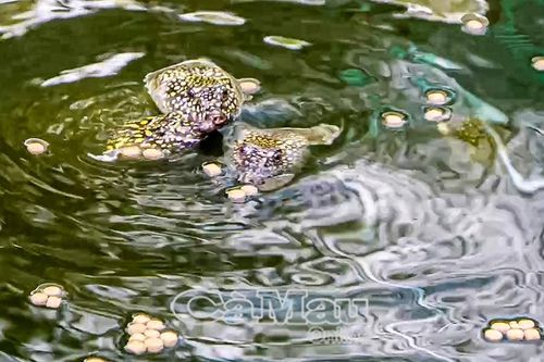 Mở sinh kế từ mô hình nuôi cua đinh