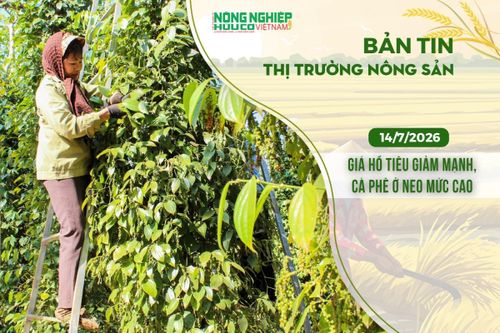 Thị trường nông sản 14/7/2026: Giá hồ tiêu giảm mạnh, cà phê ở neo mức cao