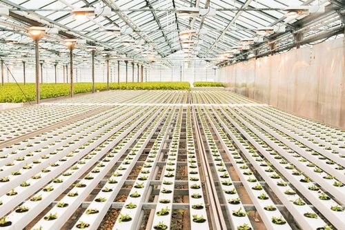 GreenSpring: Công nghệ dinh dưỡng mới giúp tối ưu phát triển bộ rễ cây trồng