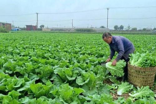 Đẩy mạnh phát triển kinh tế tập thể, nâng cao thu nhập cho thành viên, nông dân
