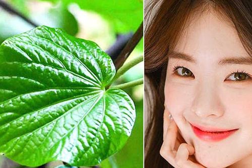 Bí quyết trị mụn bằng lá lốt hiệu quả bất ngờ