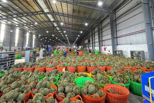 Giá sầu riêng tại Đông Nam bộ tiếp tục giảm