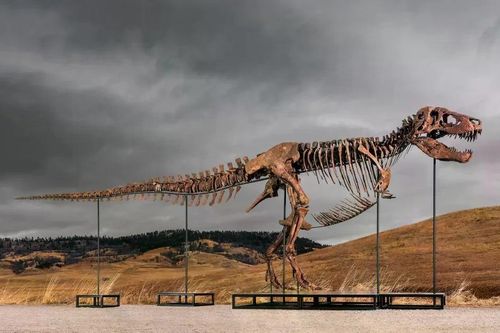 Hóa thạch khủng long T.rex được bán đấu giá khiến giới khoa học lo lắng