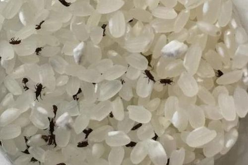 Mọt gạo sẽ 'biến mất' nếu bạn đặt thứ này vào thùng gạo