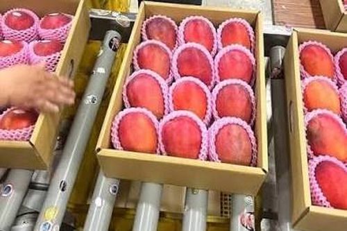Vùng lãnh thổ Đài Loan (Trung Quốc) lần đầu tiên xuất khẩu xoài cao cấp sang châu Âu
