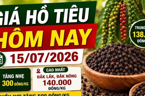 Giá hồ tiêu hôm nay 15/7: Nhiều nơi tăng 500 đồng/kg
