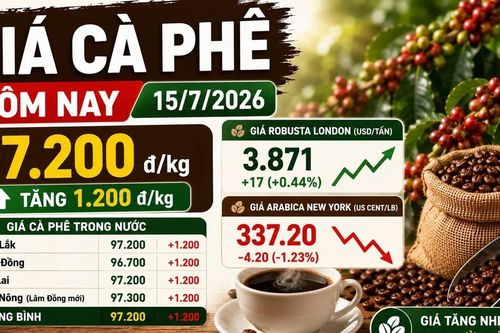 Giá cà phê hôm nay 15/7/2026: Tăng 1.200 đồng/kg, cao nhất đạt 97.300 đồng/kg