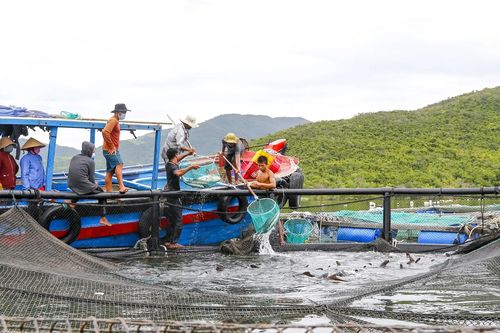 Tạo đột phá cho nuôi biển công nghệ cao
