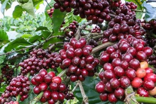 Giá cà phê hôm nay 15/7/2026: Tây Nguyên giảm 200 đồng, robusta tháng 11 rơi dưới 3.800 USD/tấn