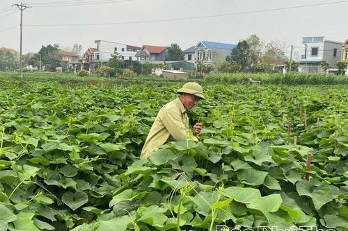 Chuyển đổi cơ cấu cây trồng vụ Mùa nâng cao giá trị sản xuất