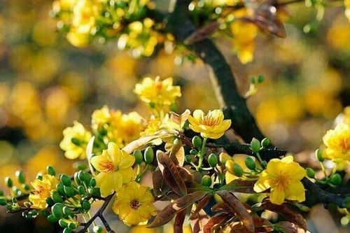 Có nên trồng mai tứ quý trước nhà?