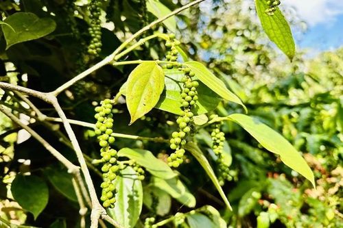 Giá tiêu hôm nay 15/7: Trong nước tăng trở lại