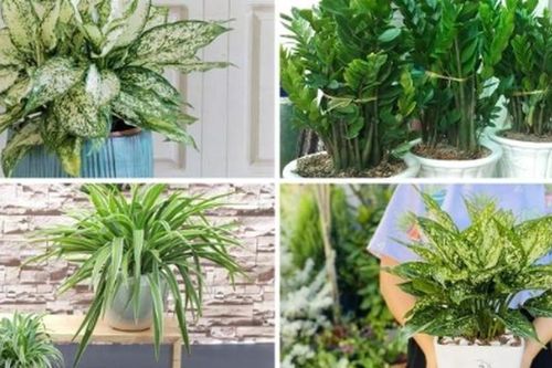 Tuổi Tuất muốn đổi vận, hãy trồng ngay loại cây này