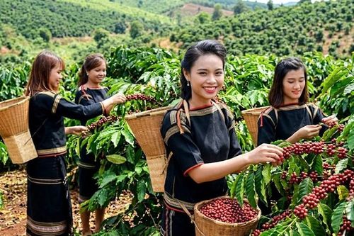 Giá cà phê ngày 16.7 đi ngang, cao nhất 97.300 đồng/kg