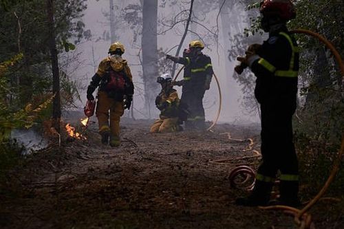 Pháp phát động chiến dịch trồng lại rừng Fontainebleau sau hỏa hoạn
